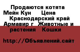 Продаются котята  Мейн Кун . › Цена ­ 10 000 - Краснодарский край, Армавир г. Животные и растения » Кошки   